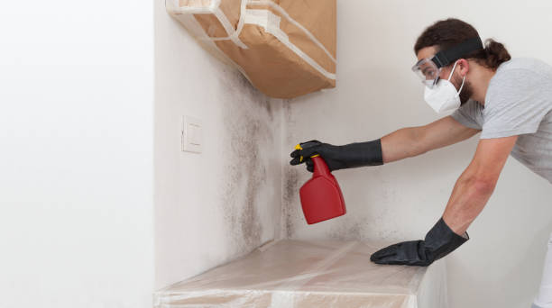 Professional Basement Mold Removal technician working in Ferndale, PA