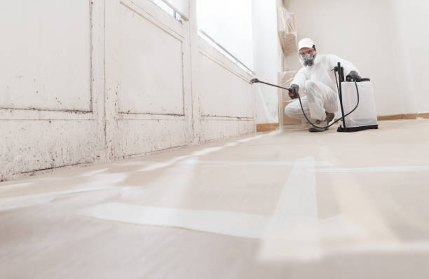 24/7 Emergency Basement Mold Removal experts in Ferndale, PA