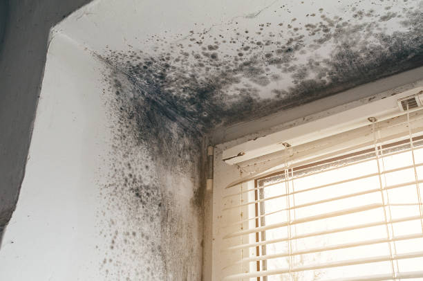 Affordable Basement Mold Removal solutions in Ferndale, PA