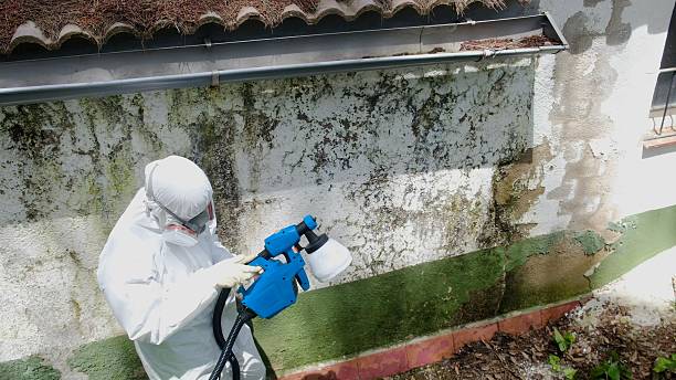Top rated local Basement Mold Removal specialists in Ferndale, PA